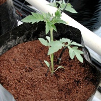 Выращивание на сосновой коре