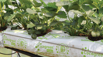 Image Strawberries grown in coco peat