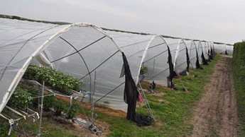 Выращивание клубники в пластиковых теплицах туннельного типа