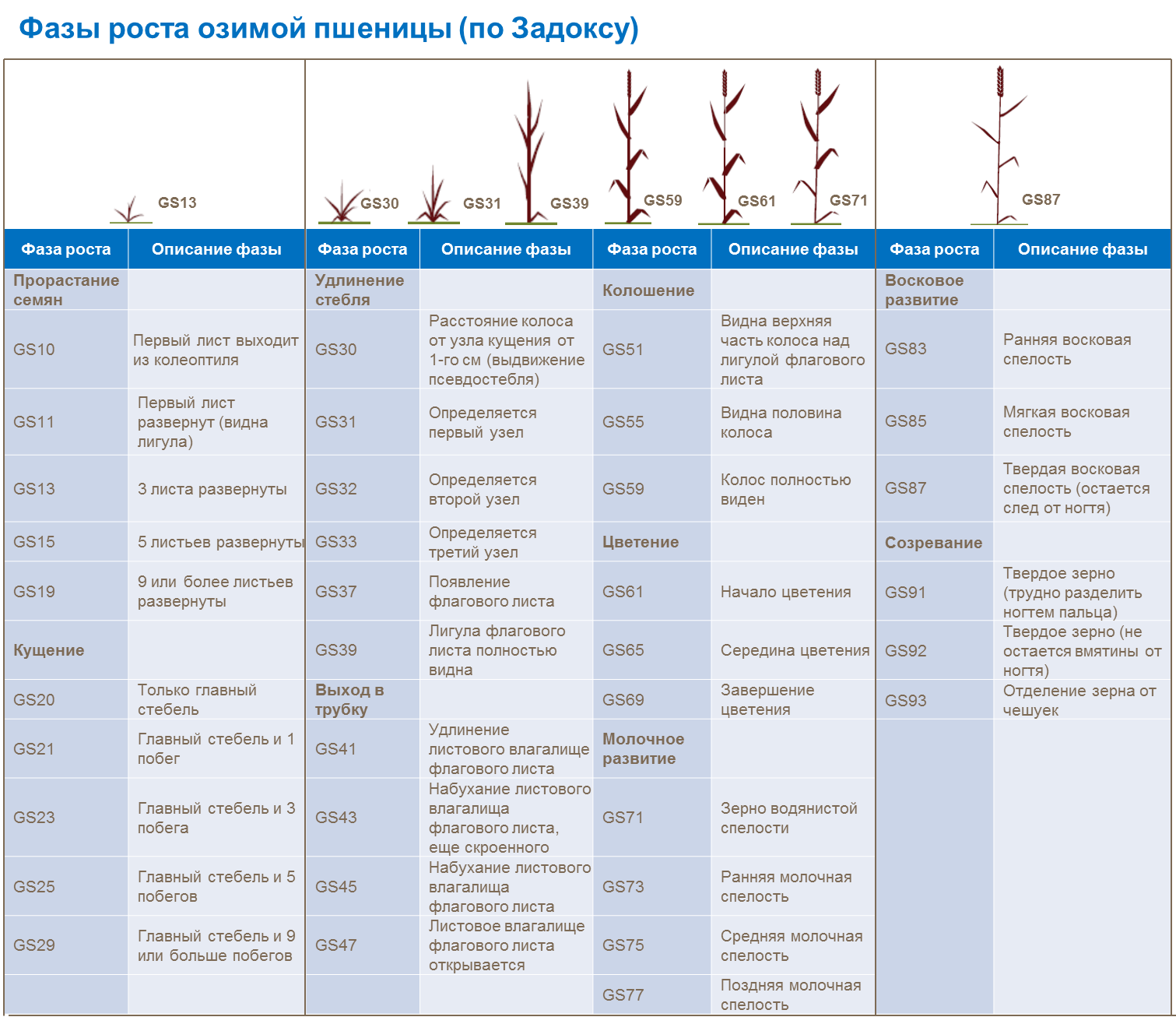 Фазы роста озимой пшеницы (по Задоксу)