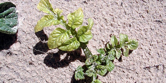 Нехватка молибдена