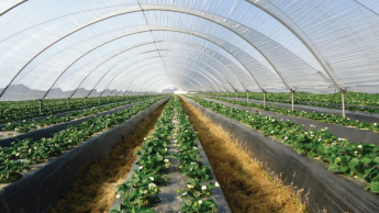 Высокие пластиковые тоннели