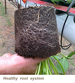 Здоровая корневая система