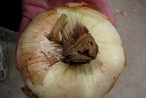 Шеечная гниль