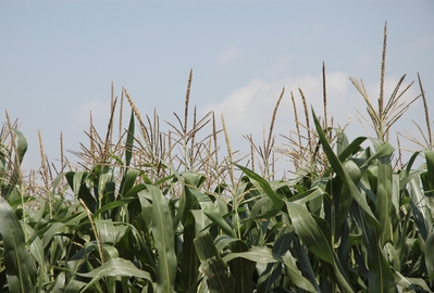 Фазы роста кукурузы R1-R6