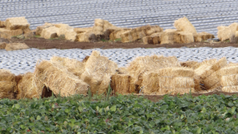 Солома готовится для укладки между рядами