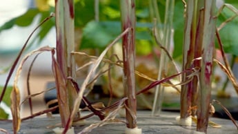 Дефицит магния