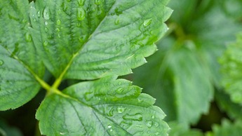 Leaf and Fruit symptoms