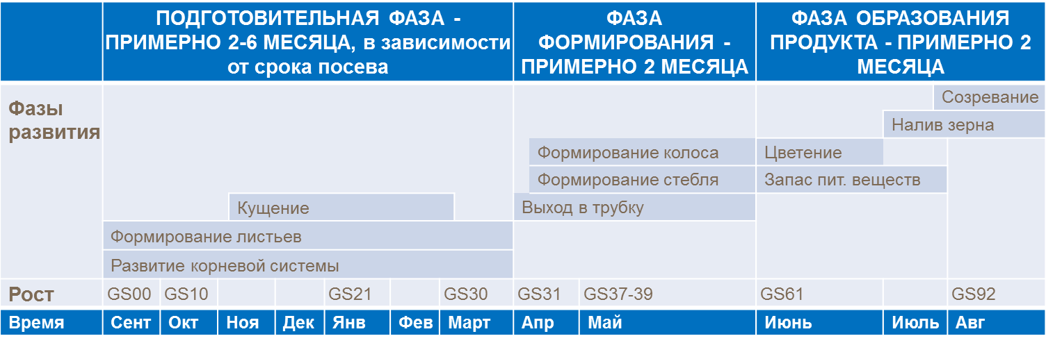 Фазы роста и развития пшеницы