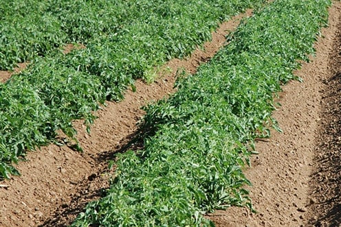 Детерминантные сорта томатов