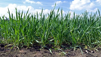 Wheat Growth stage 2