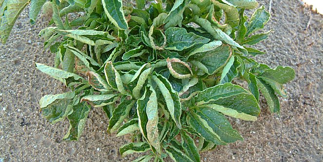 Нехватка меди