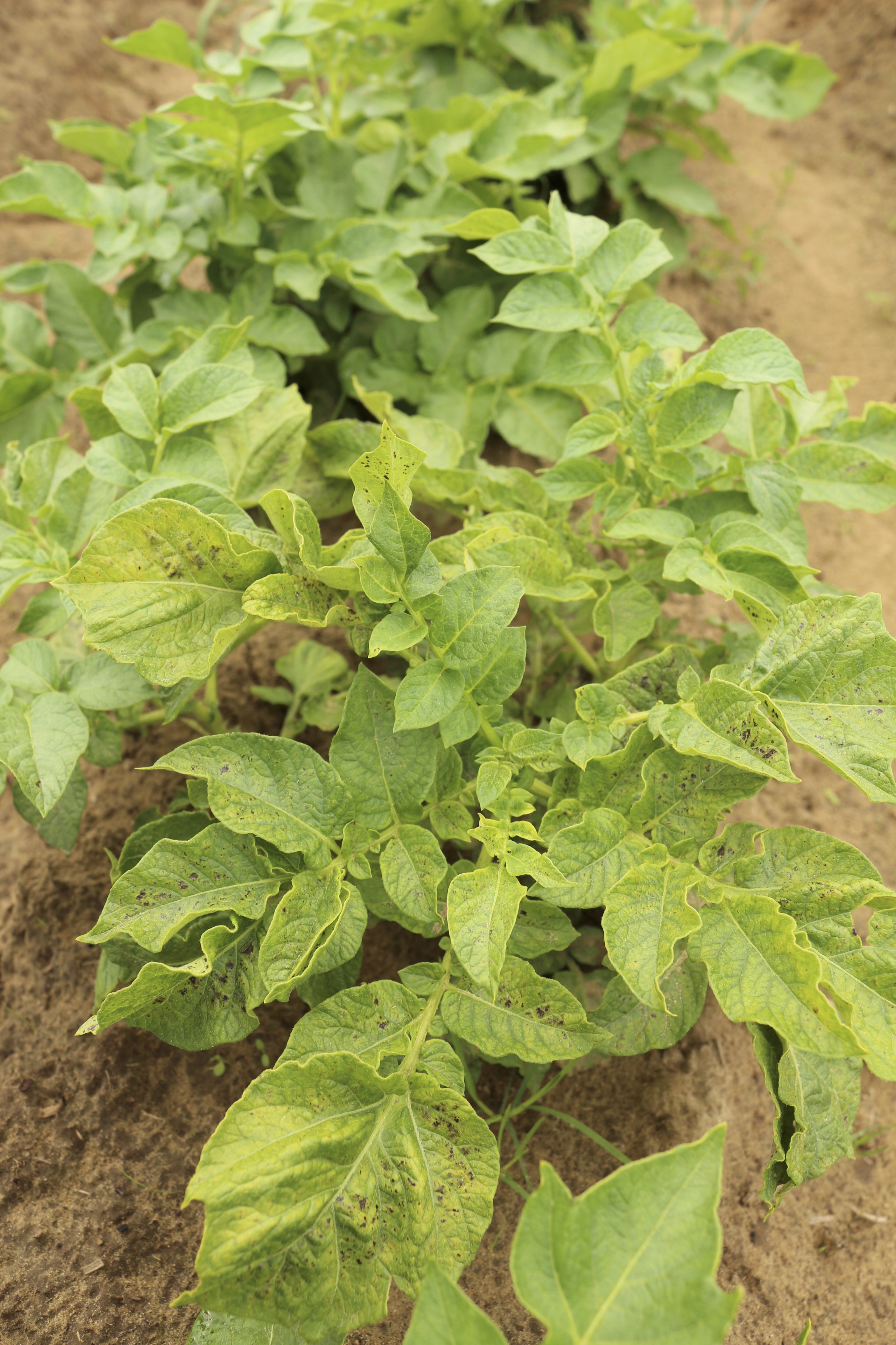 Дефицит цинка