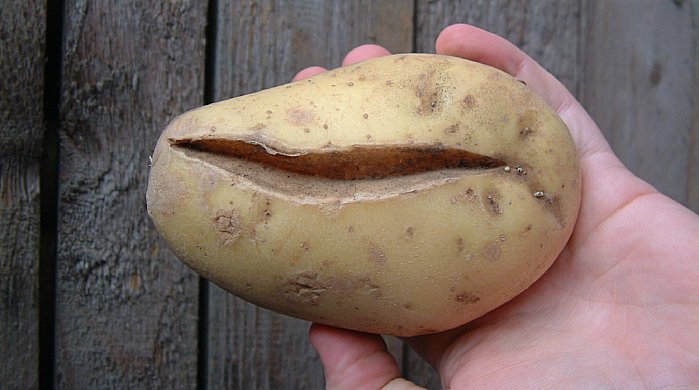 Расщепление бульбы