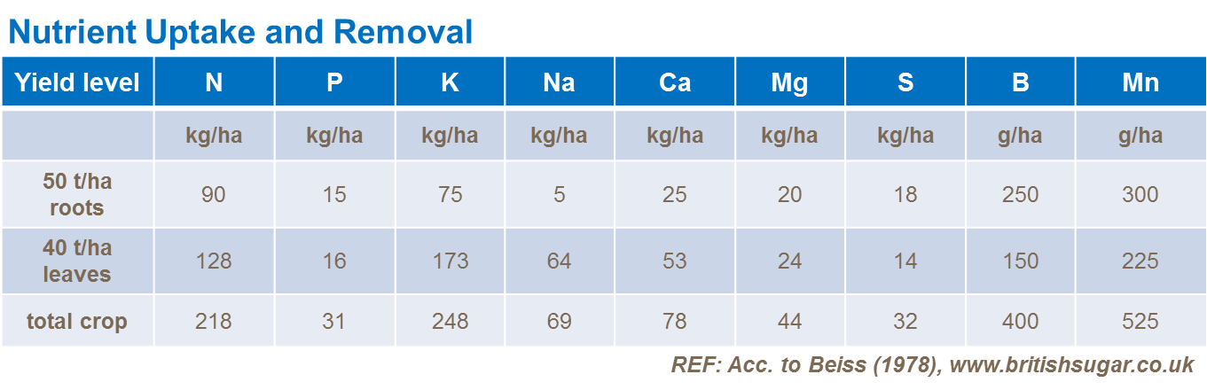 Питание свеклы 2