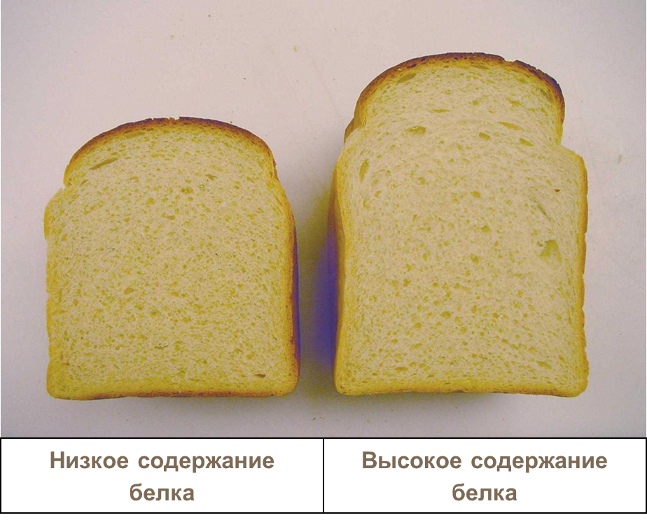 Содержание белка в зернах