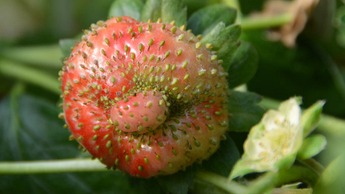 Деформированный плод