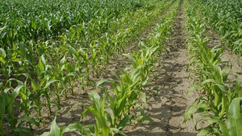 Дефицит азота у кукурузы