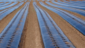 Кусты с пластиковым покрытием, готовые к посадке