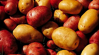 Виды картофеля